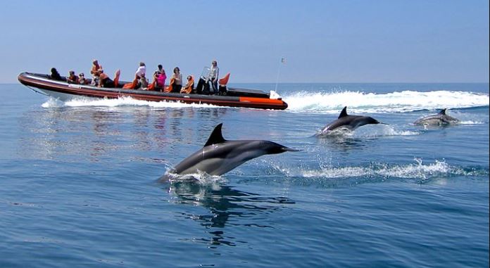 Dolphinwatching